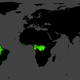 Most of the world’s primary tropical rainforests are found in the Amazon, Central Africa or Southeast Asia.